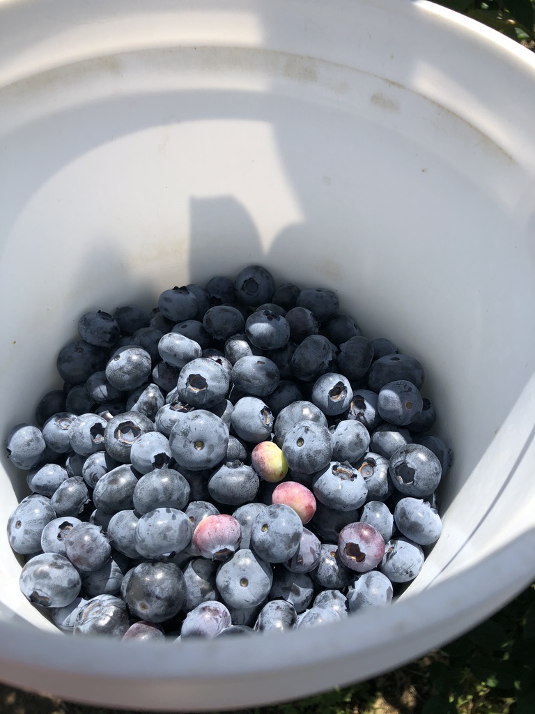 Blueberries picking in Corvallis – the Spartans taste awesome!